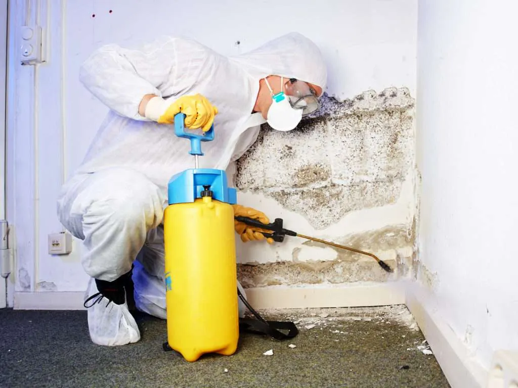 
Rodents and Insects Removal in Puyallup, WA