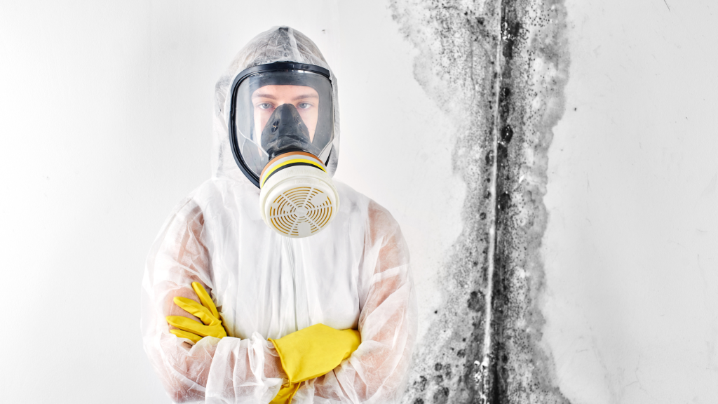 mold removal in Olympia 1 1