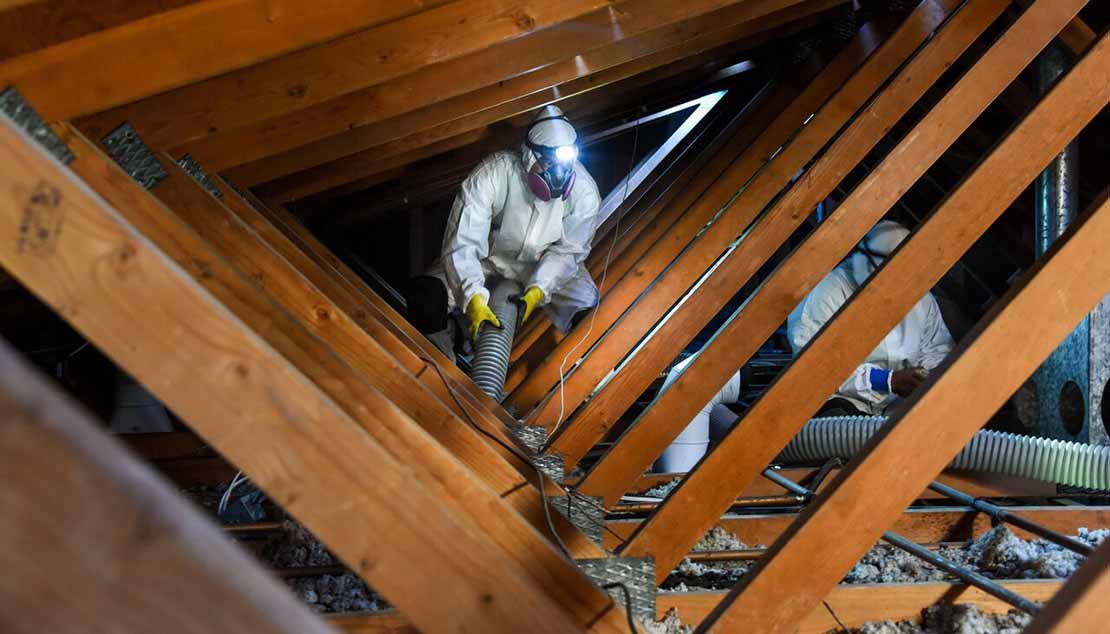 Attic cleaning removal in Olympia, WA — technician vacuuming out old contaminated insulation between the rafters
