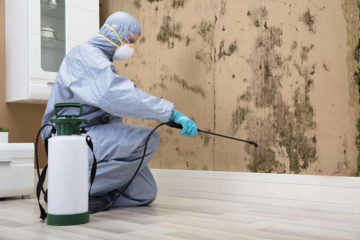 Mold Removal Olympia WA – Antimicrobial Spray Treatment