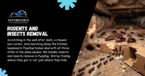 rodents removal service of Affordable Attic & Crawl Space Solutions
